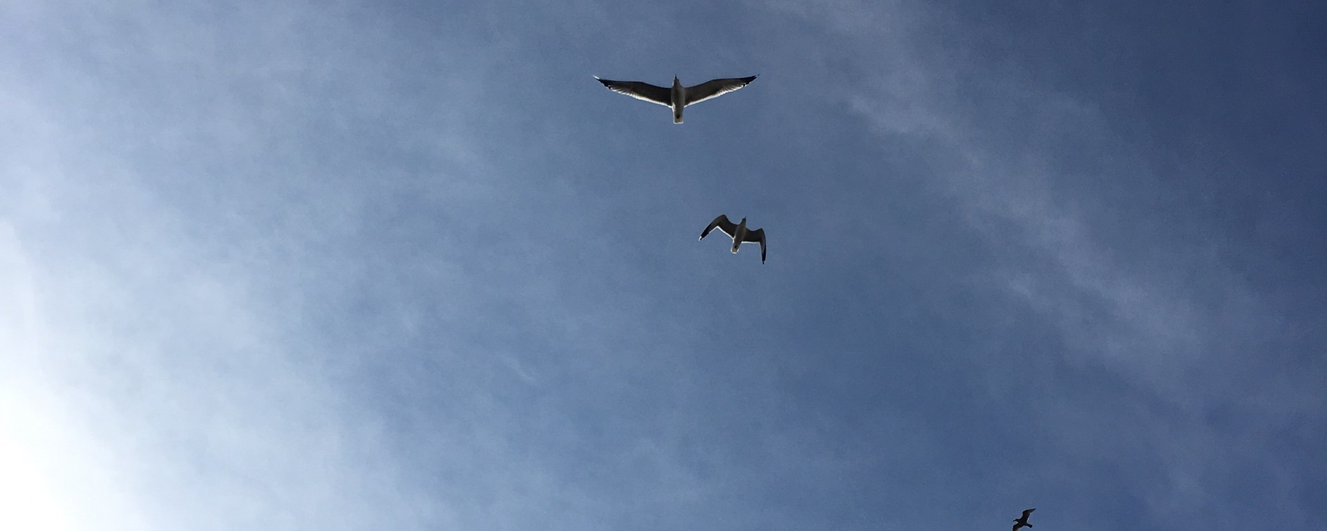 Gulls over Folsom and 9th Streets, SFCA. January 20, 2016 by Alberto Rivera for Parts of How and Allthentic Records. All rights reserved.